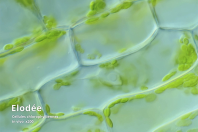 Observation de cellules d'Elodée